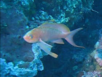 Anthias